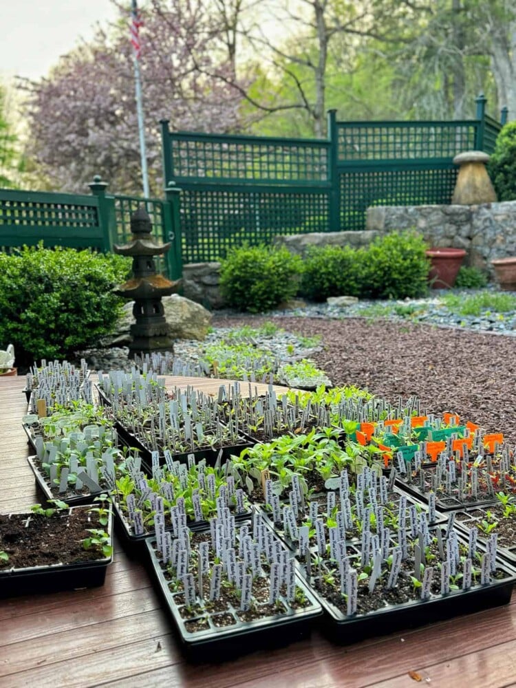 Trays filled with various small plant seedlings and labeled markers are neatly arranged on a wooden deck. The deck overlooks a well-maintained garden with green lattice fencing, a gravel path, and a tiered stone fountain in the background.