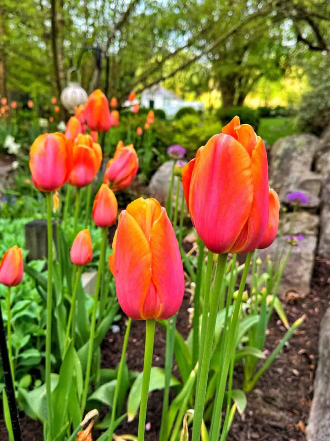 Early Spring Flowers to Brighten Your Garden After Winter | Bricks ’n ...
