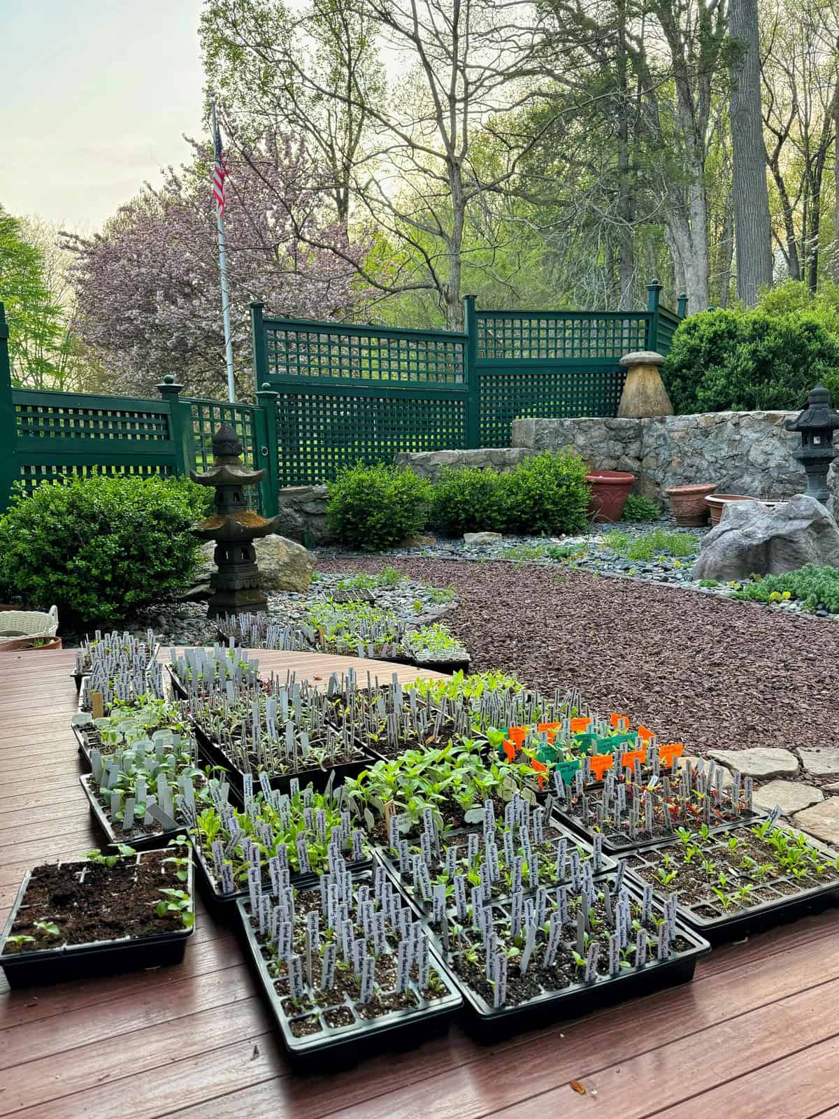 Trays of thriving seedlings and plant markers rest on a wooden patio in a landscaped backyard, surrounded by rocks, shrubs, and trees. A green fence and American flag can be seen in the background.