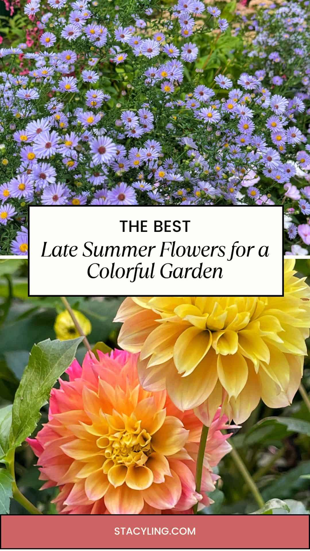A collage showing late summer blooming flowers—purple daisies in bloom above, and large yellow and orange dahlias below—with the text: "The Best Late Summer Flowers for a Colorful Garden.