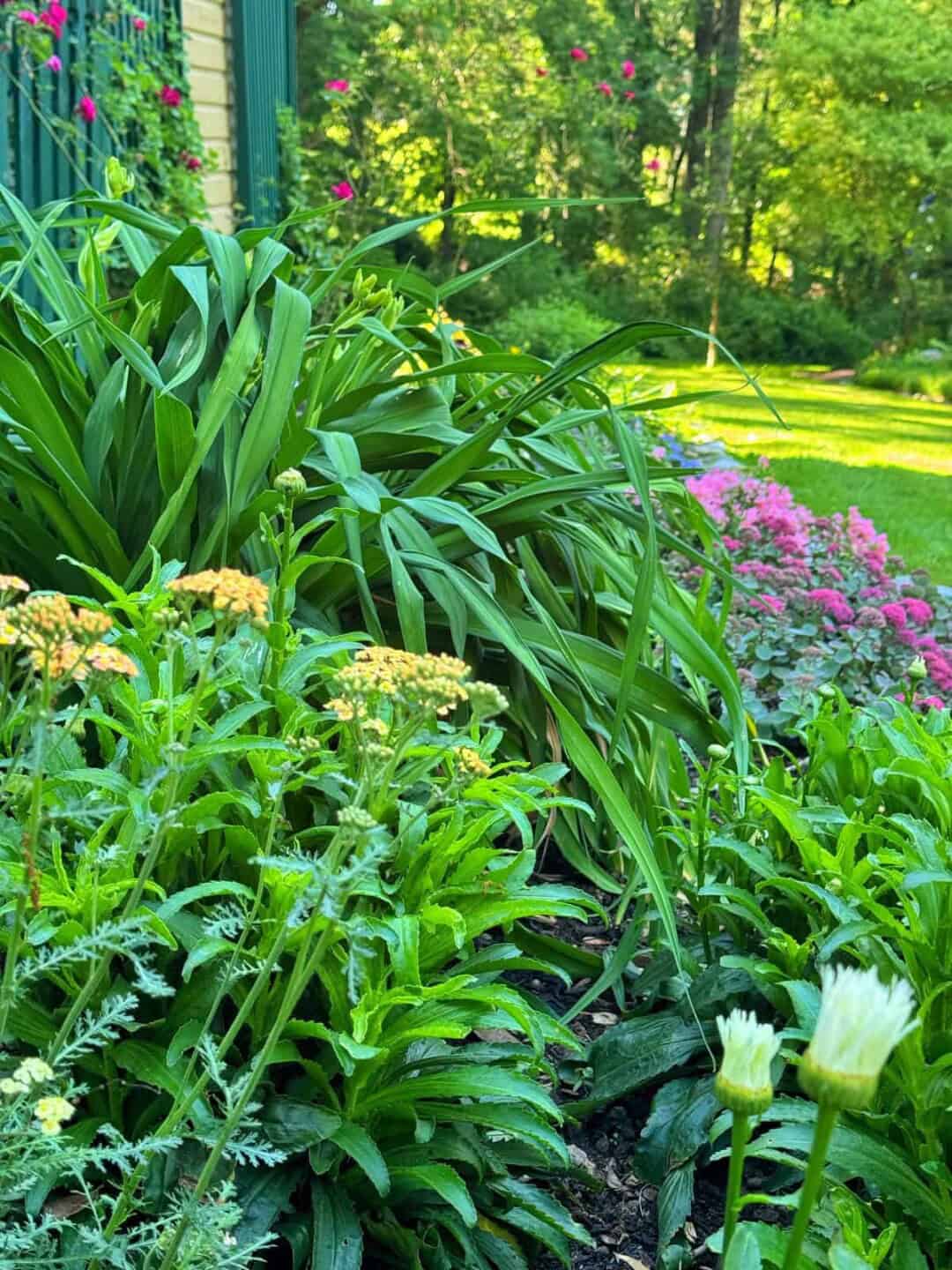 Best Drought-Resistant Plants for a Low-Maintenance Garden - Bricks ’n