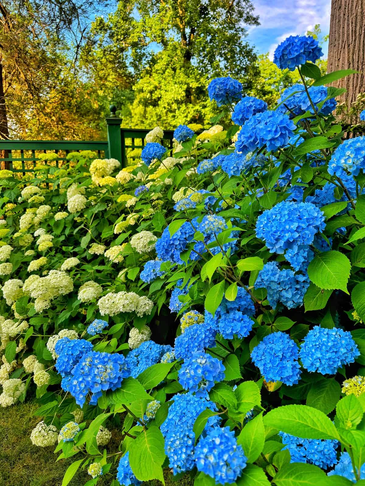 A garden with vibrant blue and white hydrangeas in full bloom. The flowers are dense and lush, creating a striking contrast against the greenery. A green wooden fence and tall trees in the background complete the idyllic scene.