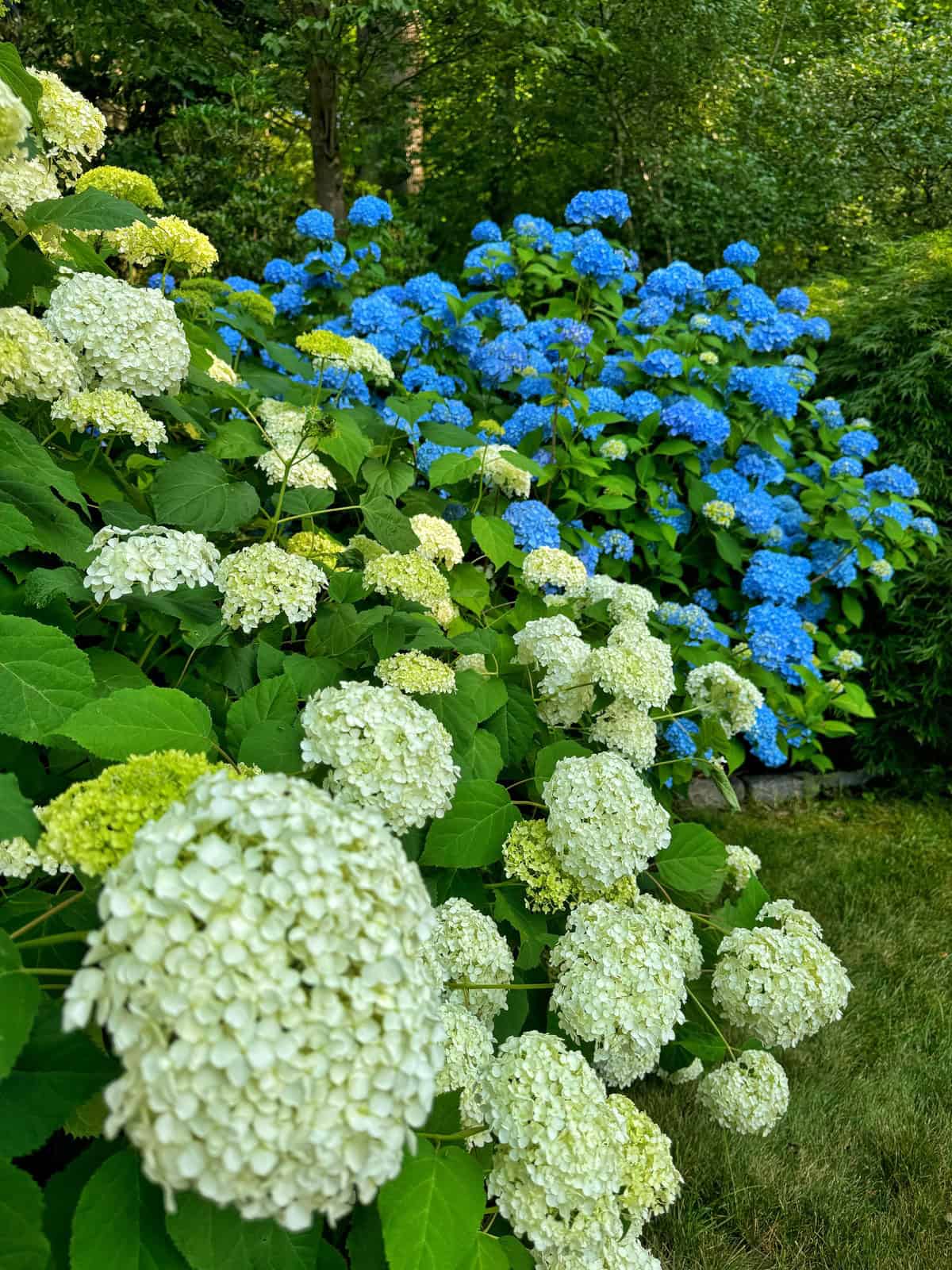A lush garden displays a vibrant array of hydrangeas. Clusters of white hydrangea blossoms are in the foreground, transitioning to bright blue blooms in the background. Green leaves provide a rich, verdant backdrop to the striking colors.