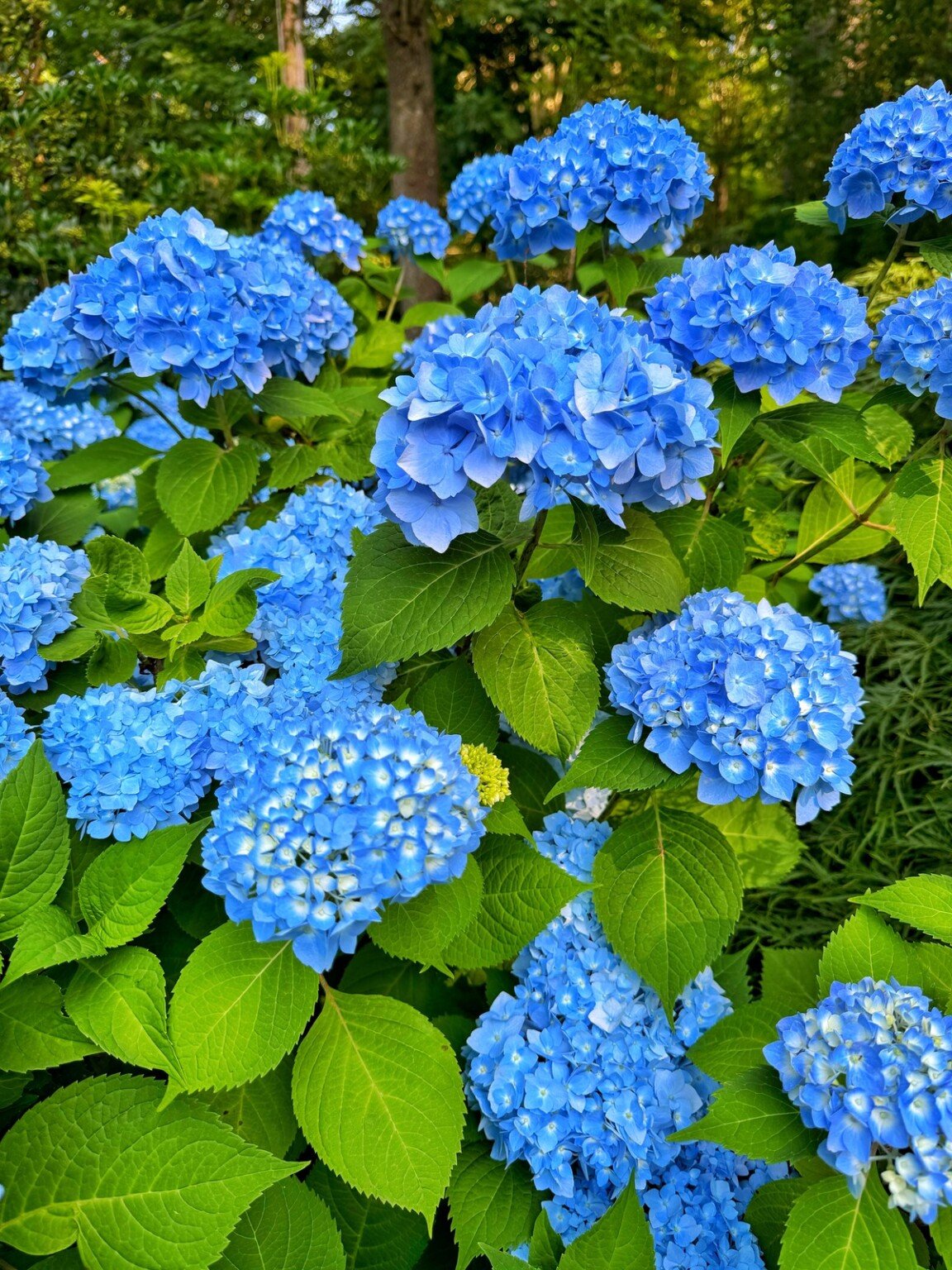 A close-up image of vibrant blue hydrangea flowers in full bloom against a backdrop of lush green leaves and stems. The flowers are dense and clustered, adding a striking pop of color to the garden. Sunlight filters through, highlighting the foliage.