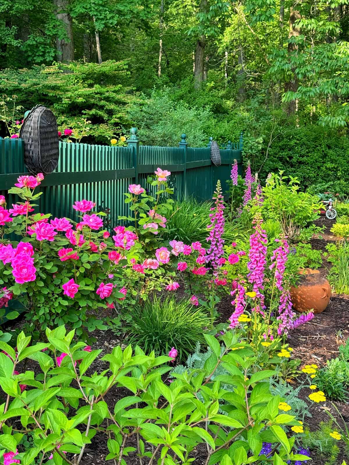 A vibrant cottage garden bordered by a green picket fence features blooming pink roses, tall foxgloves, and various colorful flowers. Green foliage and decorative garden ornaments add charm to the lush, wooded backdrop. Shows the perfect example of using a good compost recipe in your garden.