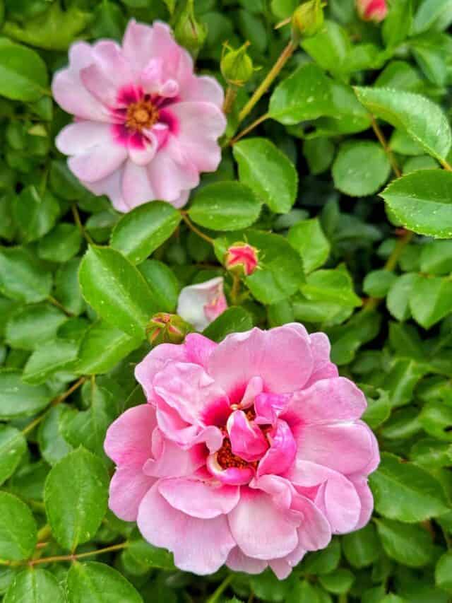 Foolproof Roses for Beginners - Bricks 'n Blooms with Stacy Ling