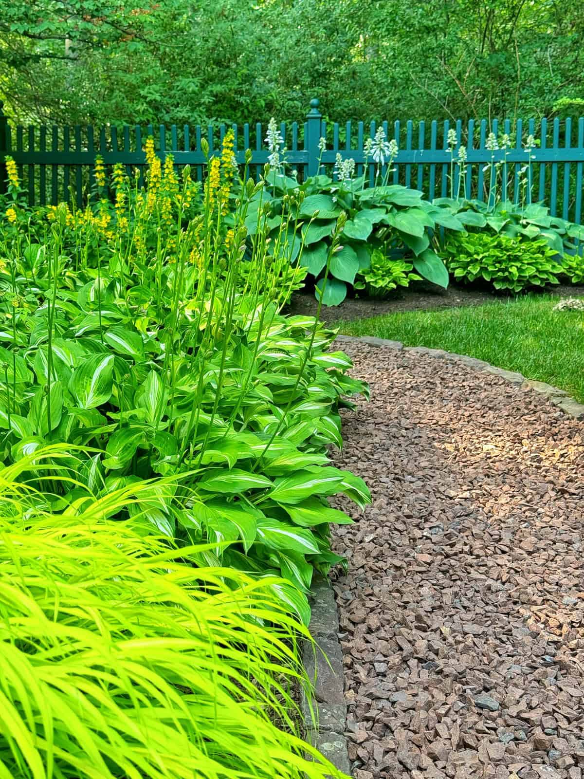 A garden with a gravel pathway running through it. The path is bordered by lush green foliage, including tall leafy plants on the left and large hosta plants near a green picket fence in the background. The scene is bright and vibrant with abundant greenery.