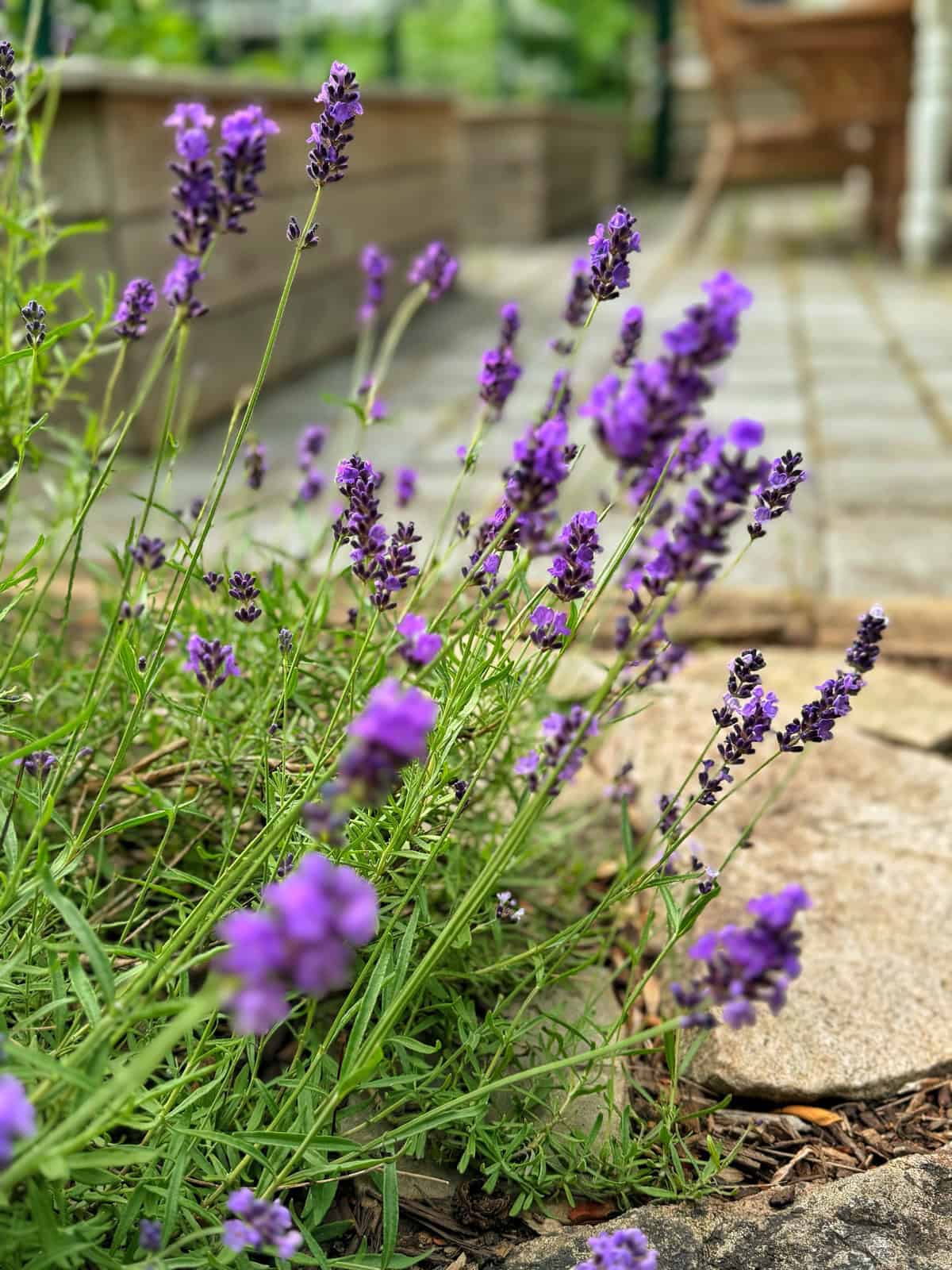 A bunch of purple lavender flowers in bloom with green stems and leaves in focus, growing in a garden with a stone-paved path and a wooden deck chair in the blurred background.