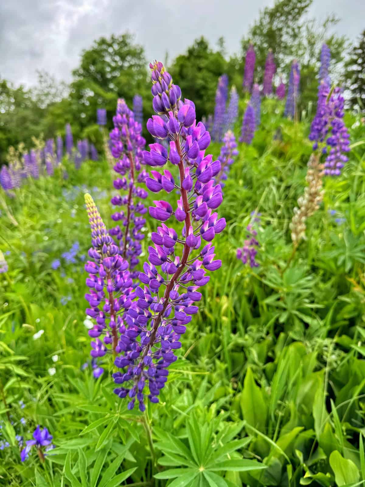 A vibrant field of purple lupine flowers stands tall against a backdrop of lush green foliage and a cloudy sky. The flowers, with their distinctive spikes and hues of purple, create a striking and colorful scene.