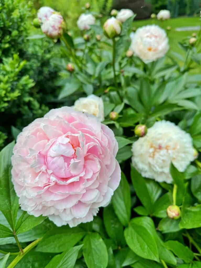Your Dream Peony Plant Starts Here: The Essential Planting Guide ...