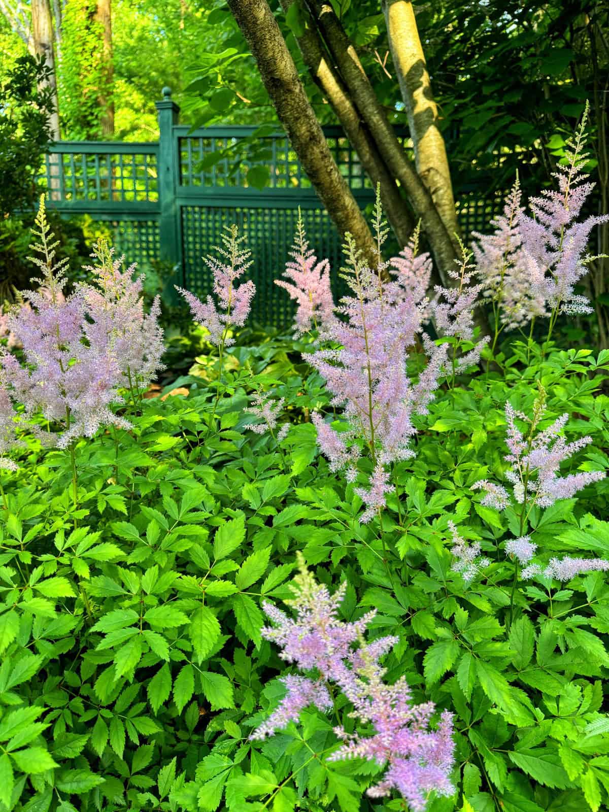 A lush garden features tall, feathery pink and lavender flowers rising above a dense bed of green foliage. In the background, sunlight filters through trees, casting dappled shadows on a teal wooden fence with a lattice design.