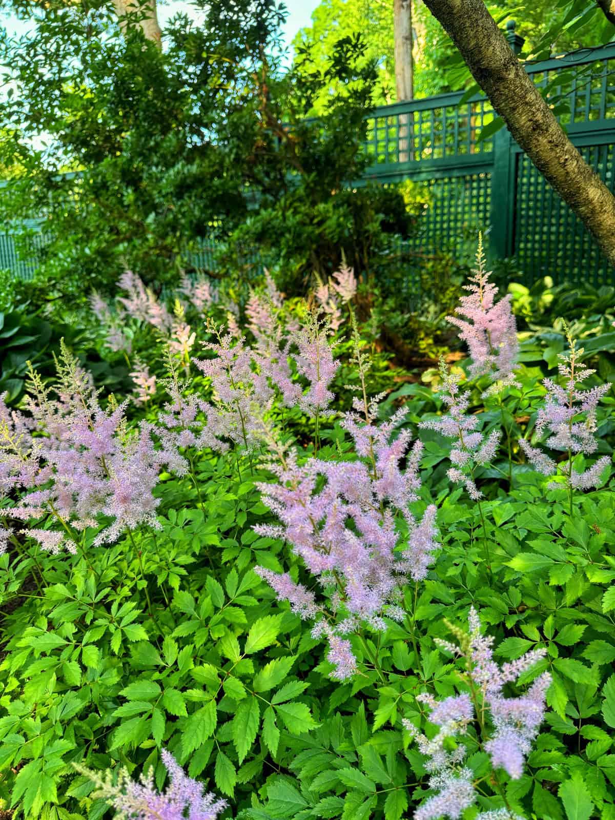 A garden scene with a group of light pink, feathery flowers in the foreground surrounded by lush green foliage. In the background, there is a green lattice fence and various trees and bushes, creating a tranquil, natural atmosphere.