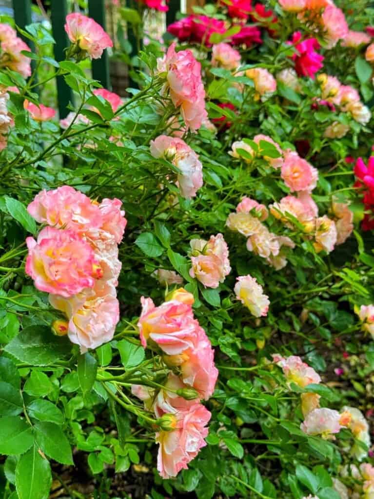 How to Grow Roses: A Complete Beginner’s Guide to Rose Care | Bricks ’n ...