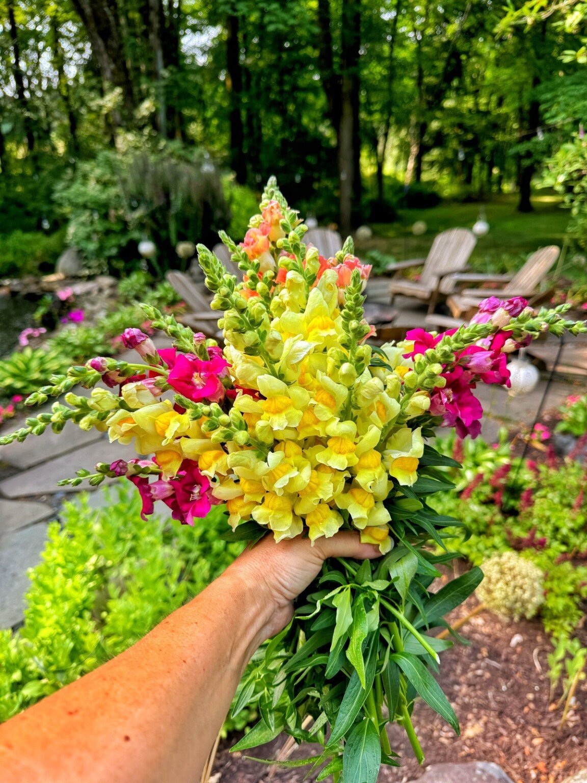 This One Simple Trick with Snapdragon Seeds Electrifies All Flower Beds