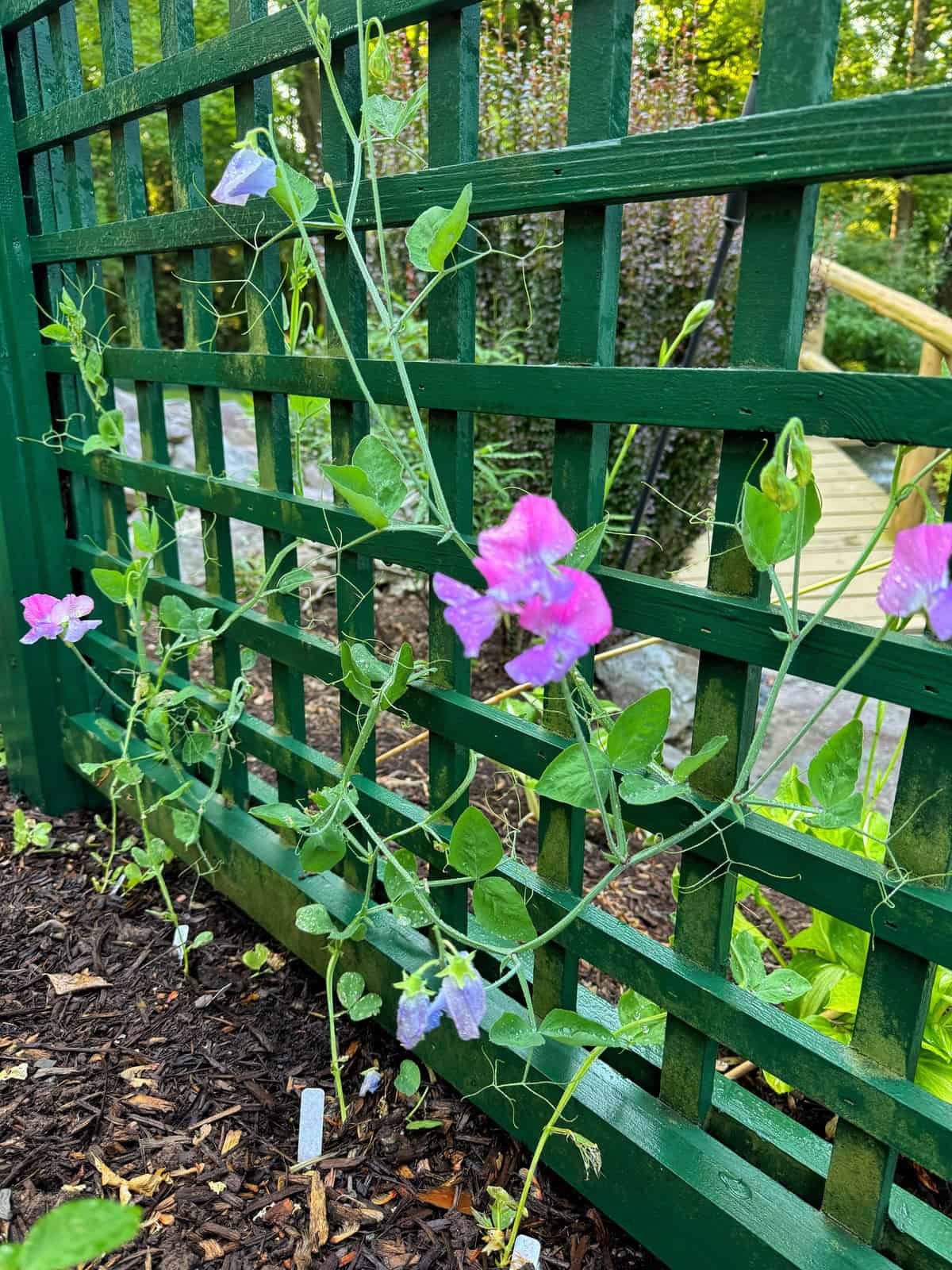 A green trellis supports purple and pink sweet pea flowers growing in a garden bed. The background features a wooden footbridge and lush greenery, indicating a garden or park setting.