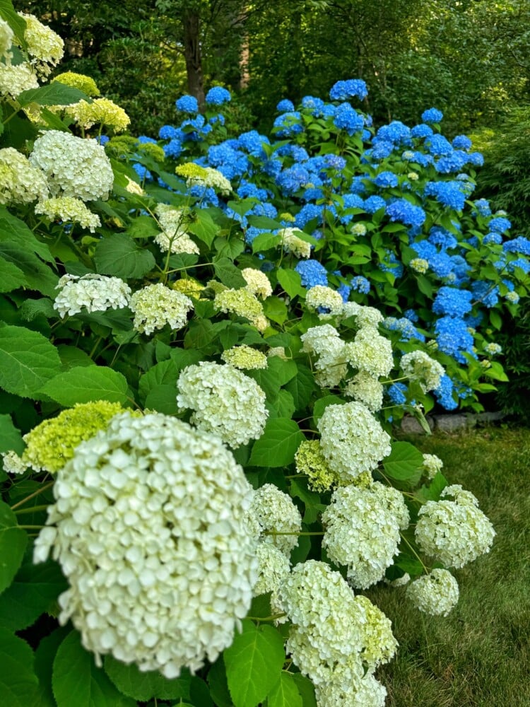 A lush garden features blooming white and blue hydrangeas. In the foreground, clusters of white hydrangeas are prominent, while vibrant blue hydrangeas fill the background. Green leaves and a hint of grass at the bottom complete the serene scene.