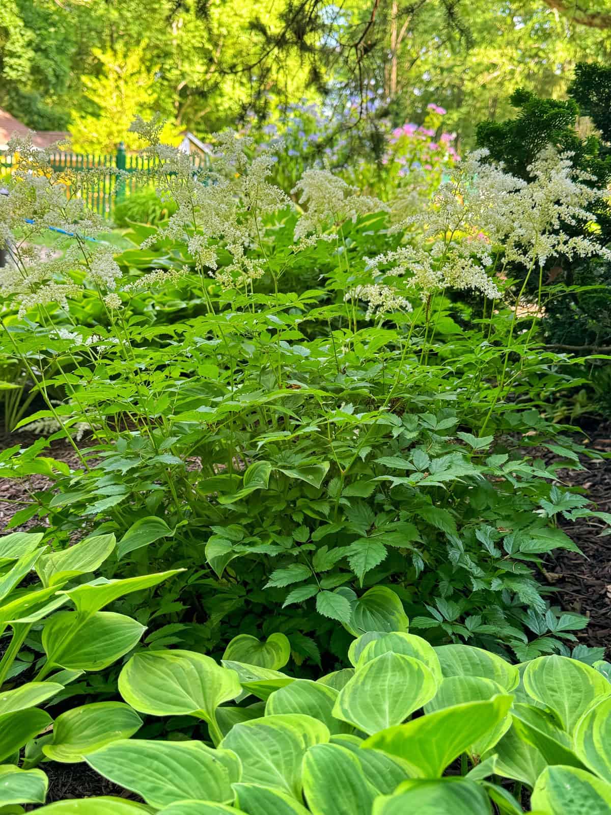 A lush garden scene featuring a variety of plants. The foreground is dominated by vibrant green hosta leaves, while the background showcases tall, white, feathery flowers. Dappled sunlight filters through the surrounding trees, creating a serene and picturesque setting.