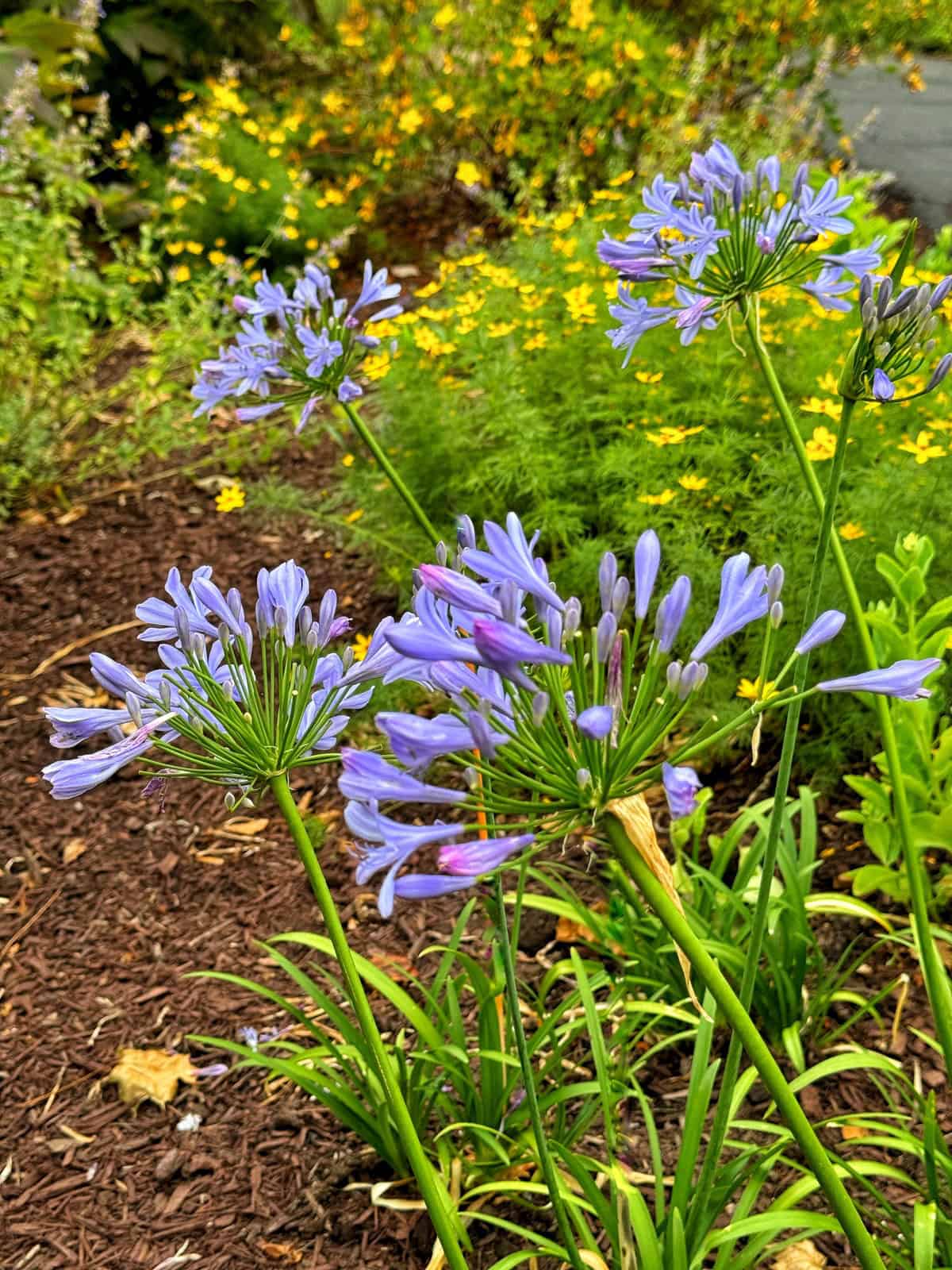 blueish purple flowers in bloom are set against a background of yellow flowers and lush green foliage in a garden bed covered with mulch. The scene captures the vibrant colors and natural beauty of the blooming flora.