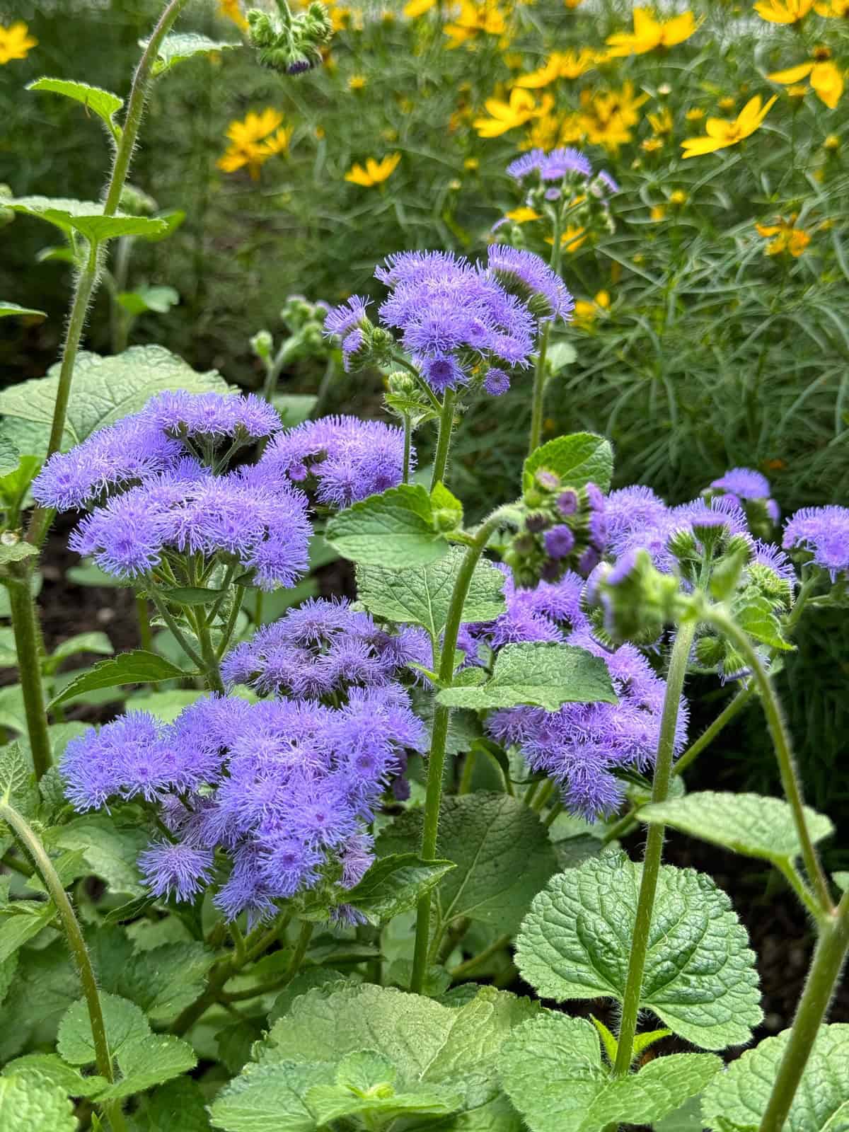 A lush garden scene featuring clusters of purple mistflowers (Ageratum) in the foreground, with vibrant yellow daisies blooming in the background. The green foliage adds a rich contrast, creating a vivid and colorful display.