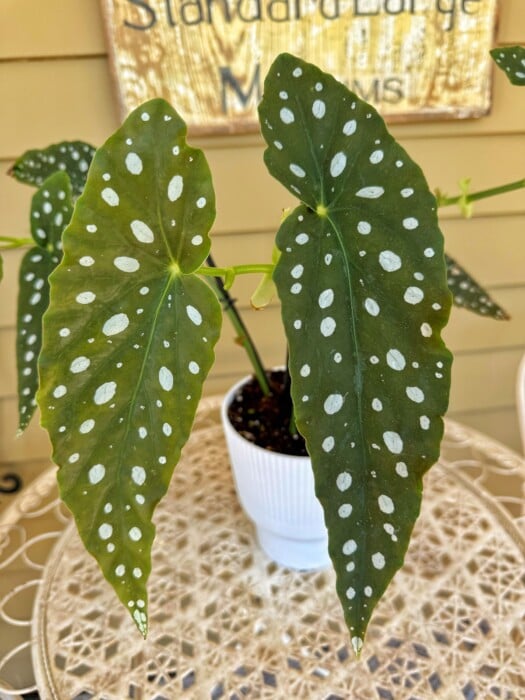 A decorative white pot holds a Polka Dot Begonia plant with large green leaves adorned with distinct white spots. The plant sits on an intricately designed metal surface, and a blurred sign in the background adds a cozy atmosphere.