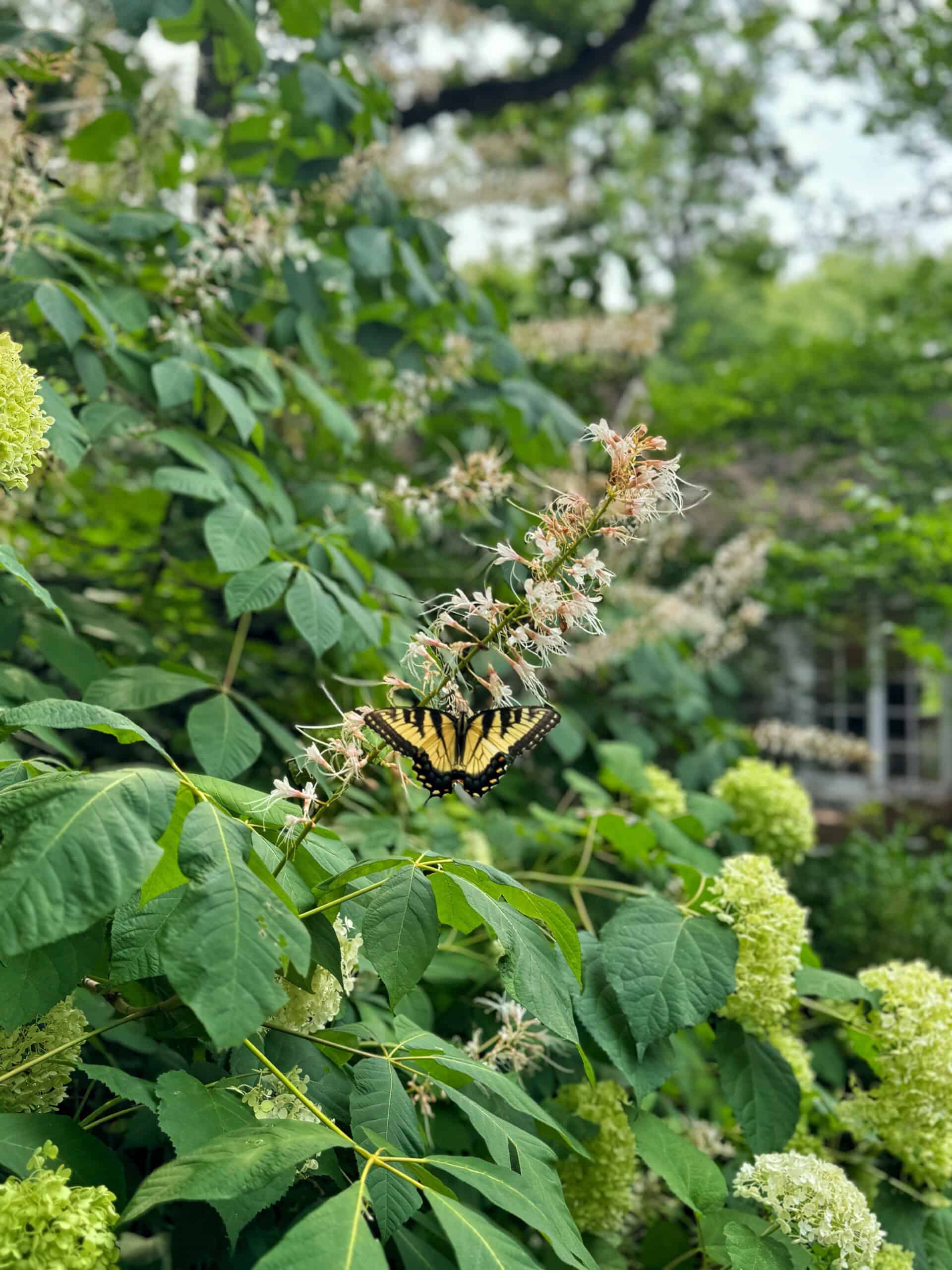 A yellow and black butterfly rests on the flower of a green leafy plant in a garden. The background features lush greenery and a house partially visible in the distance. The sky appears overcast.