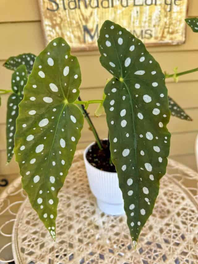 A potted plant, begonia maculata (polka dot plant) with long, green leaves featuring distinctive white spots sits on a decorative table. The background includes part of a wooden sign.