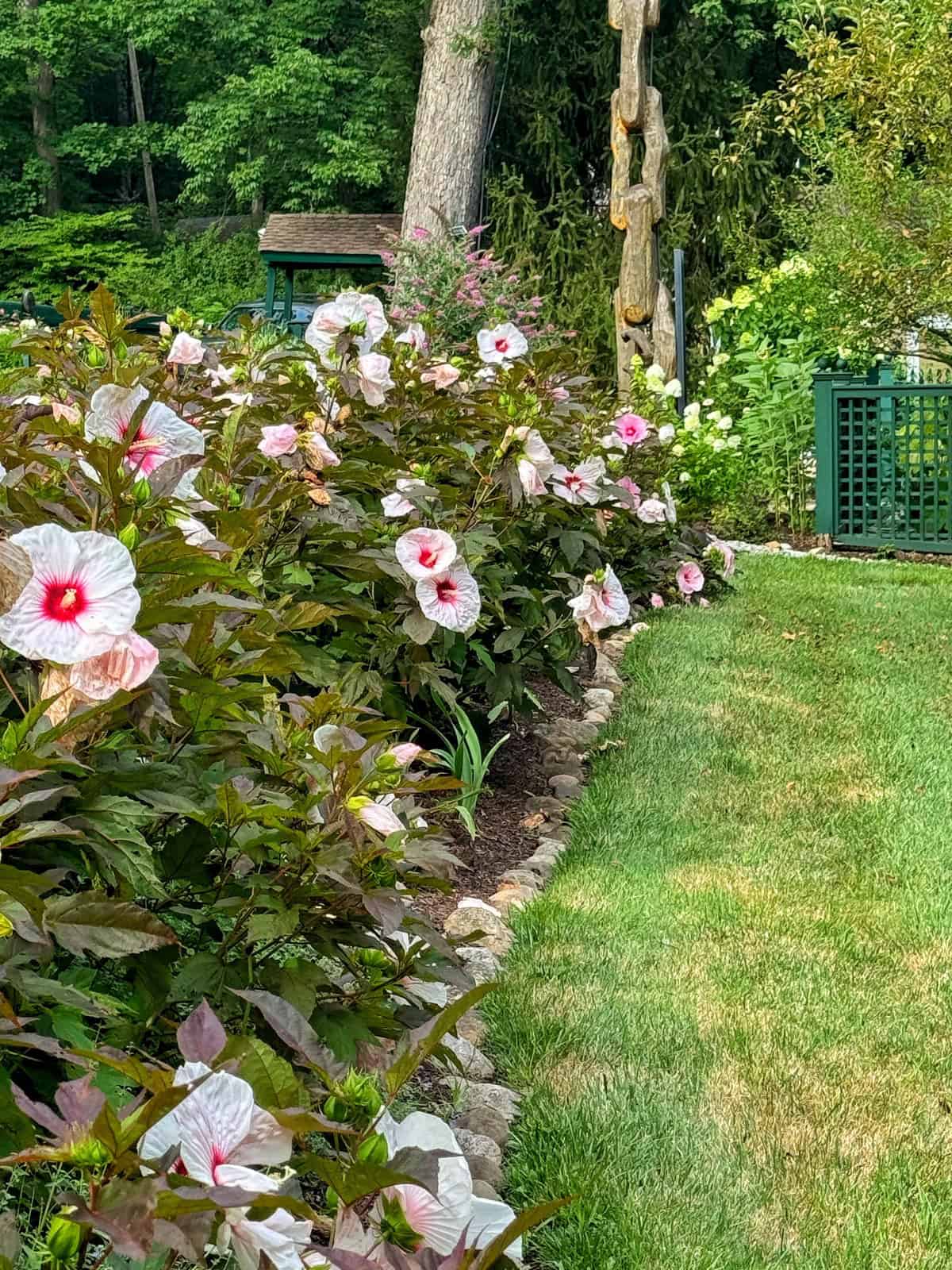 A lush garden with blooming hibiscus flowers along a stone-edged garden bed. The flowers are pale pink with red centers. The garden features green grass, dense tree coverage, and a green garden structure in the background.