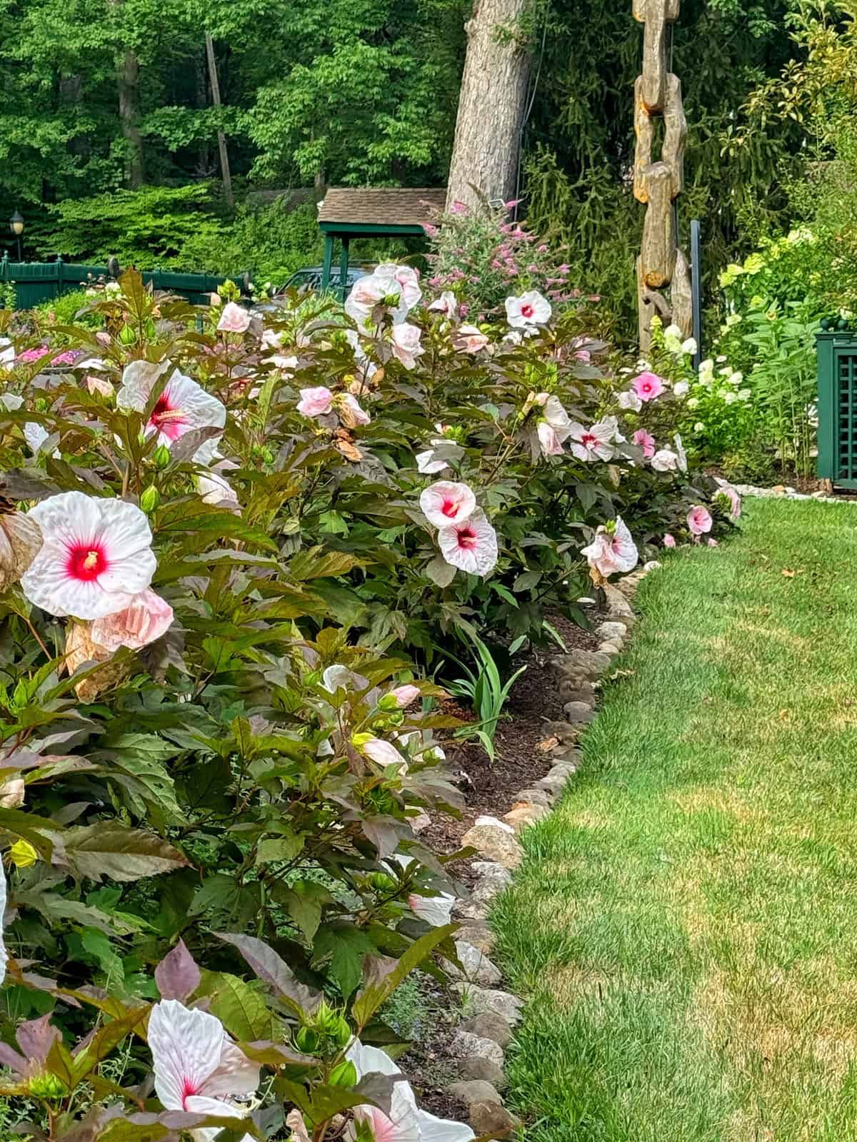 A garden with a row of hibiscus plants featuring large, white flowers with red centers. The plants are bordered by a stone edge, and green grass is visible on the right. In the background, there are trees and a rustic wooden structure.