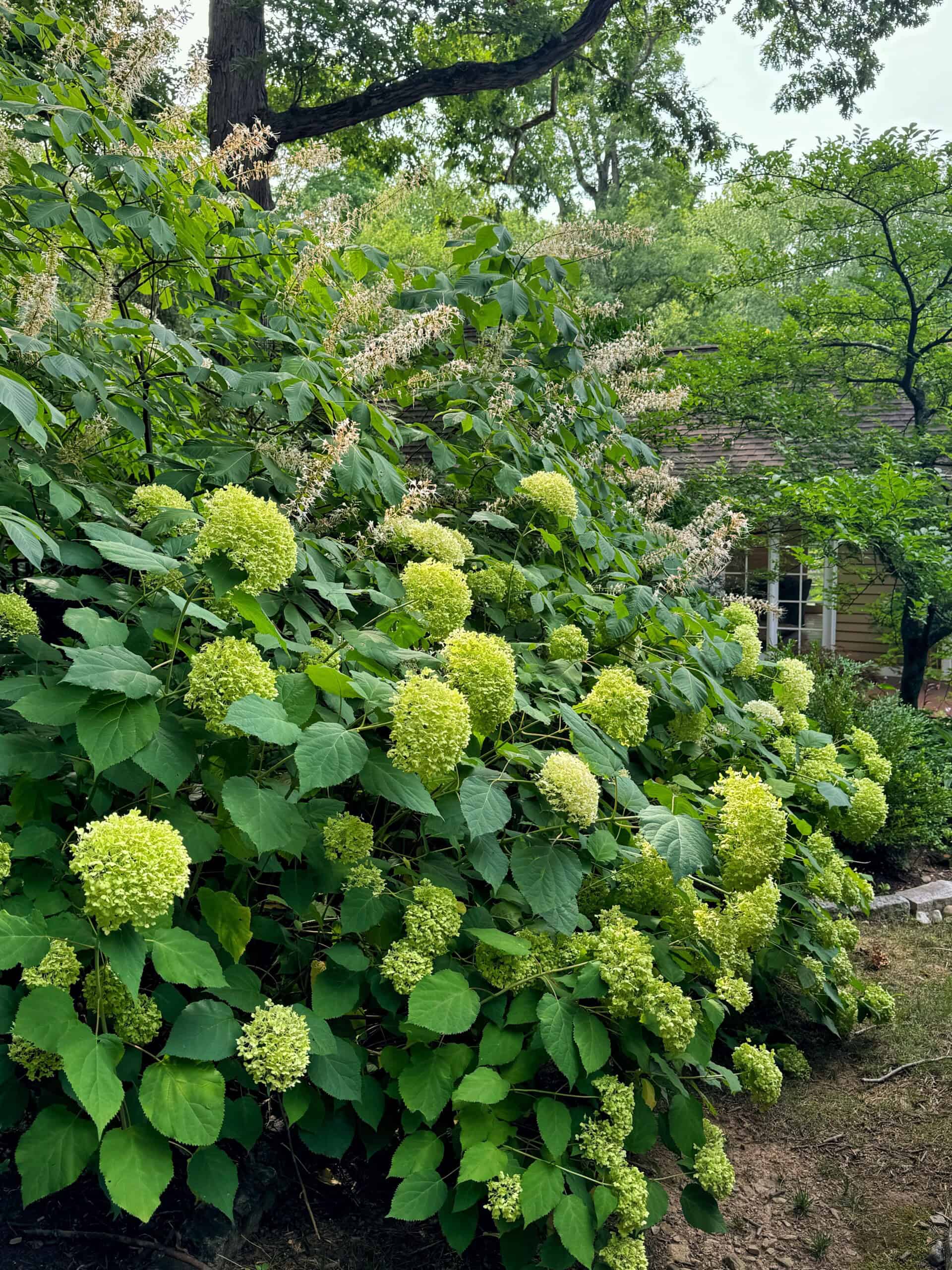 A lush garden with numerous green hydrangea flowers and large leaves, set against a backdrop of various greenery and trees. A wooden structure, possibly a house or shed, is partially visible in the background amidst the dense foliage.