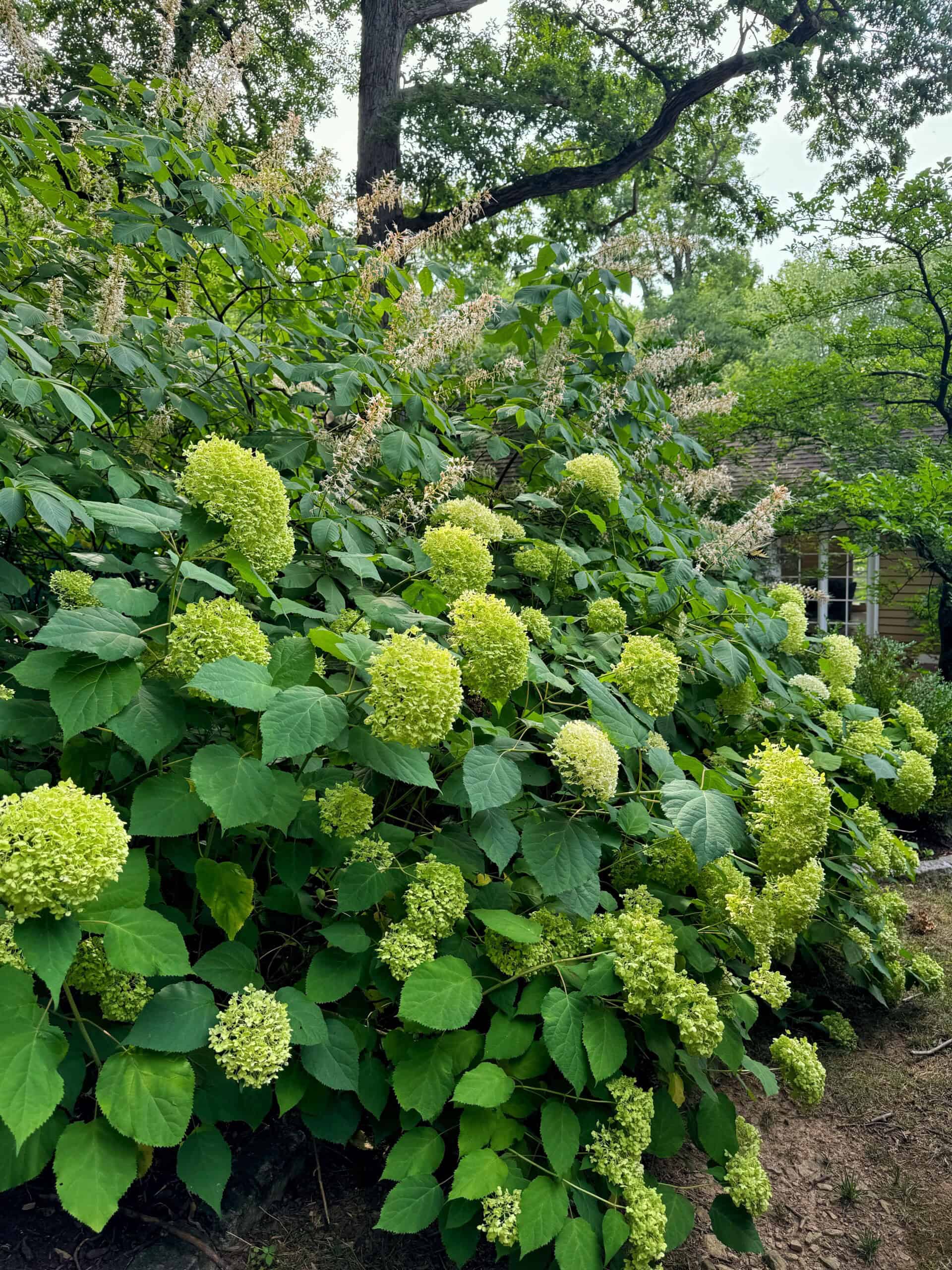 A lush garden scene with large, vibrant green hydrangea plants in full bloom. The hydrangeas have pale green flowers and are surrounded by dense, leafy foliage. In the background, trees and a house with beige siding are partially visible.