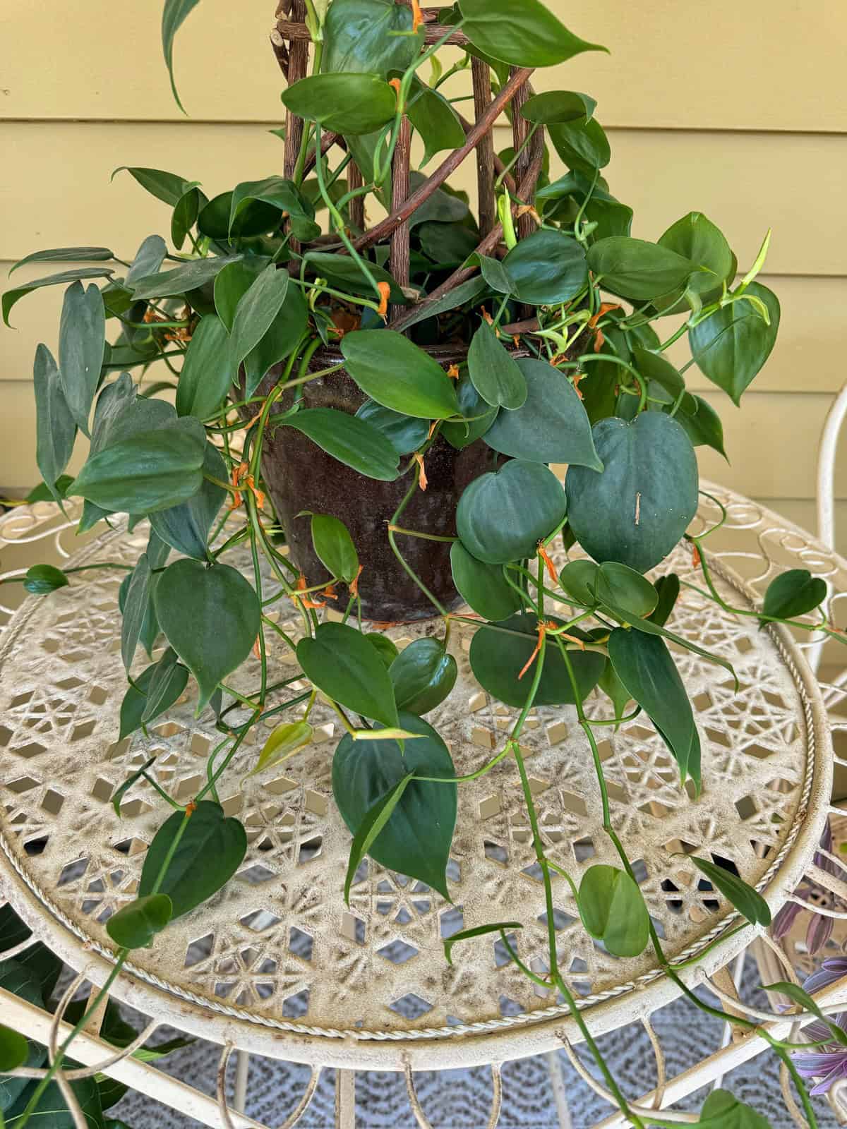A lush green philodendron plant in a dark pot is placed on an intricately designed cream-colored metal table. The table sits in front of a yellow wall, and the plant's vines drape gracefully over the edges.