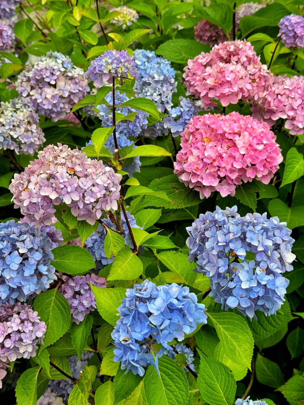Types of Hydrangeas: A Complete Guide for Home Gardeners - Bricks ’n ...
