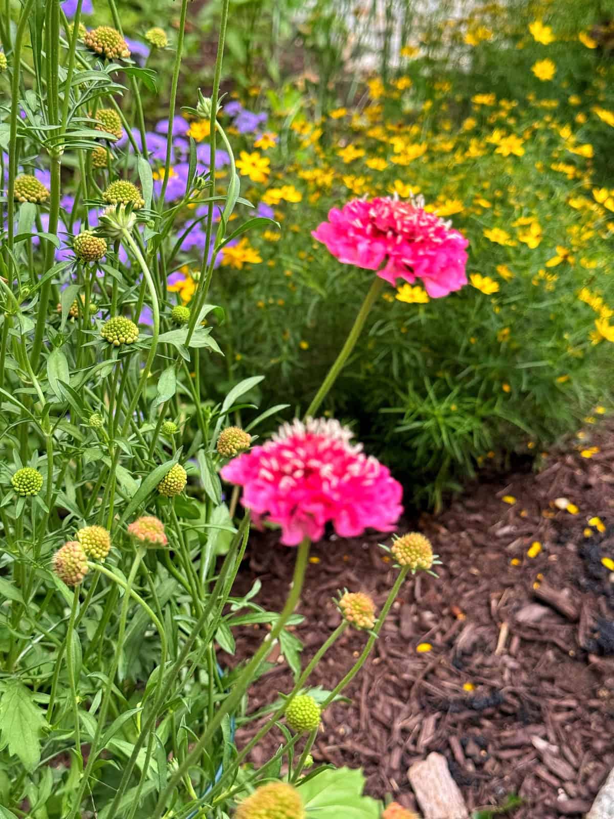 Close-up of a garden bed featuring vibrant pink flowers with yellow centers. Surrounding them are lush green stems and buds, with a backdrop of smaller yellow flowers and greenery. The soil is covered with brown mulch.