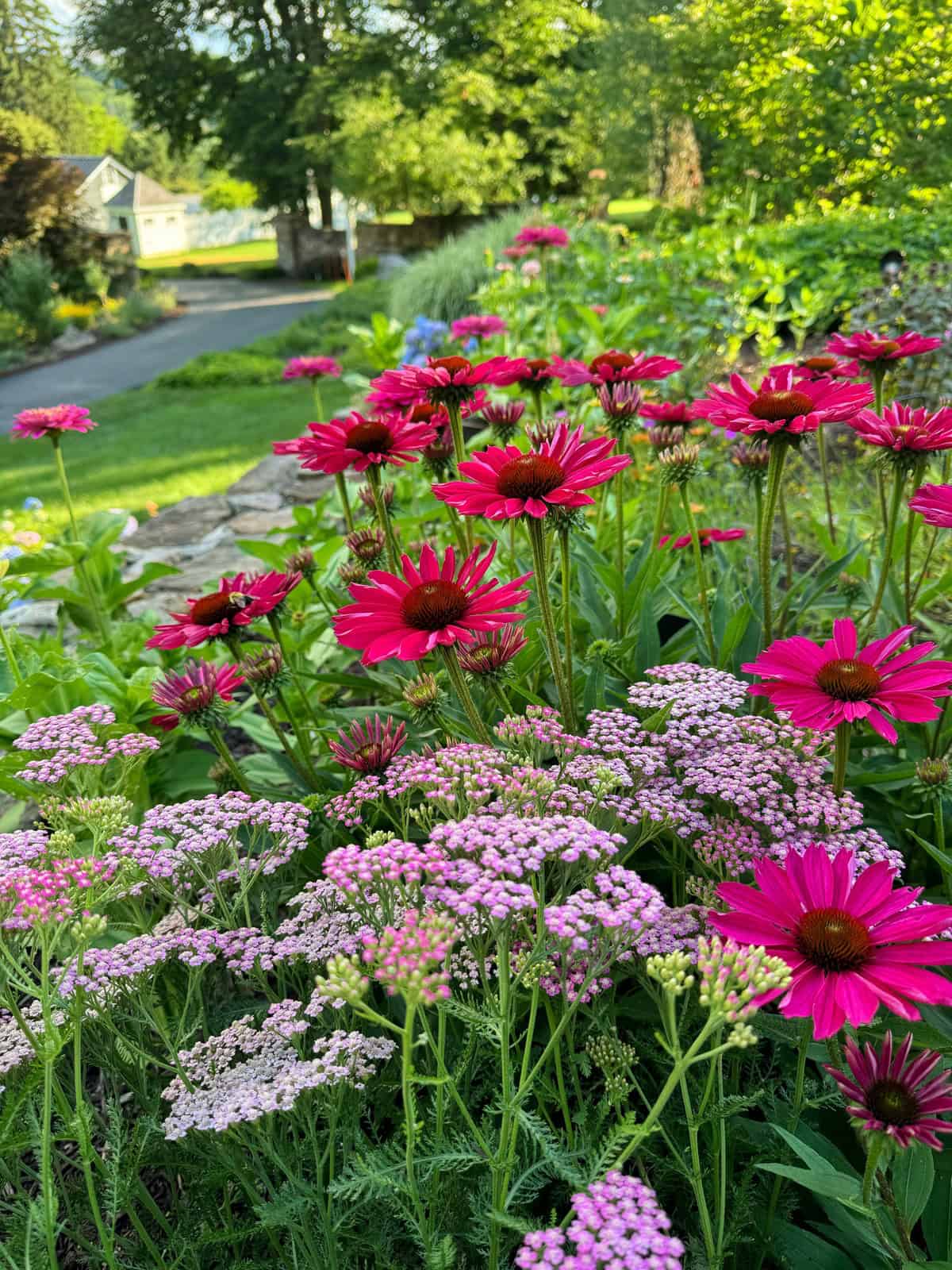 A vibrant garden with clusters of bright pink and magenta flowers, likely coneflowers, intermixed with smaller light pink blossoms. A stone pathway winds through the lush greenery, leading to houses in the background under a clear blue sky.