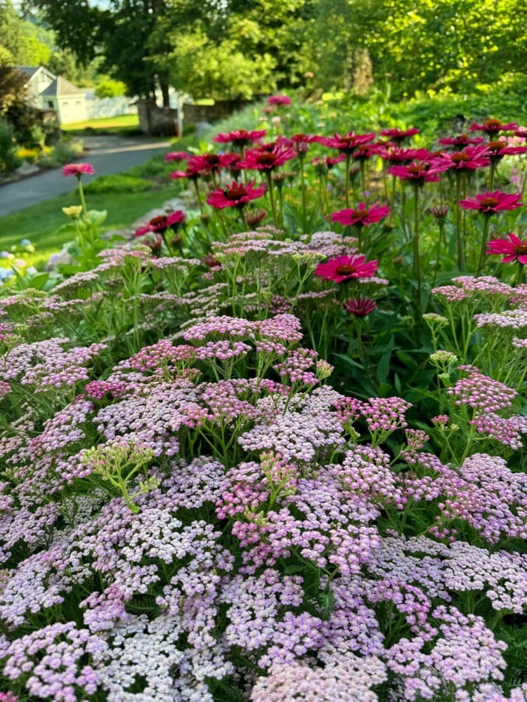 A garden with clusters of pink and purple flowers in the foreground, including daisies and other wildflowers. A path and greenery are visible in the background under a partially sunlit sky.