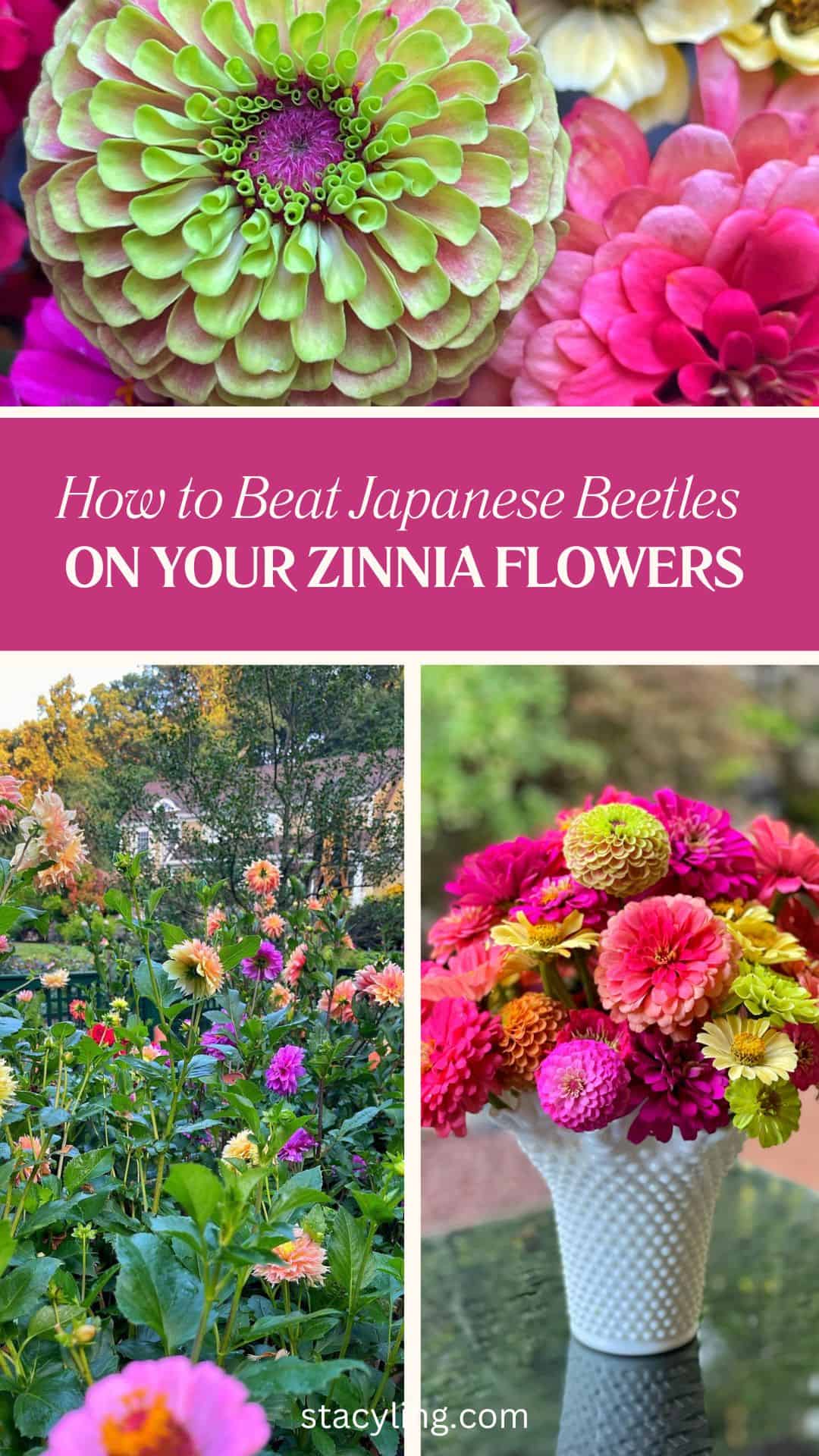 Close-up of colorful zinnias, a garden bed of blooming zinnias, and a white vase filled with zinnias. Text overlay reads: "How to Beat Japanese Beetles on Your Zinnia Flowers.
