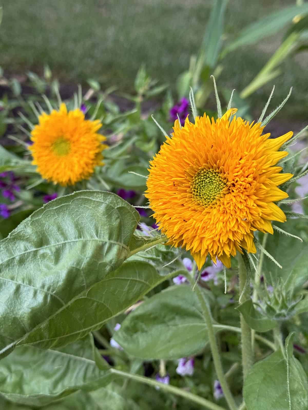 Close-up of vibrant orange sunflowers in a garden, with their petals radiating from green centers. Bright green leaves surround the flowers, and purple flowers can be seen in the blurred background, adding a contrasting color to the scene.