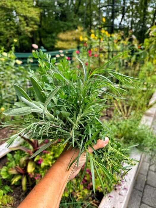 A person holds a bunch of freshly picked herbs, including rosemary, sage, and chives, with a lush garden in the background.