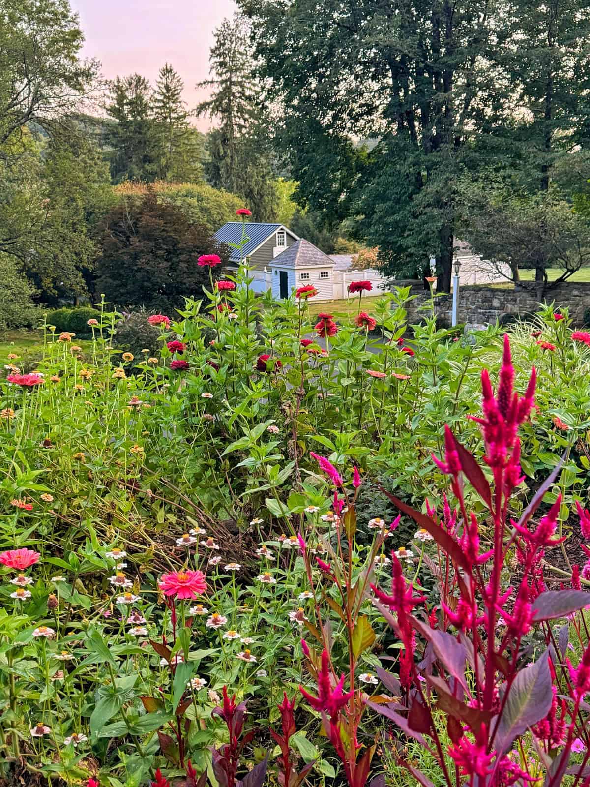 A garden filled with vibrant pink flowers in the foreground leads to a small, charming house with a white facade and blue door, surrounded by lush greenery and tall trees on a clear day.