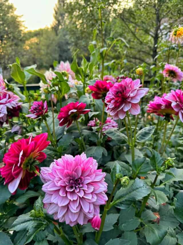 A garden with various pink and red dahlias blooming amidst green foliage. The flowers are in different shades, ranging from light pink to deep red with contrasting petals. The background consists of more foliage and the blurry outline of trees.
