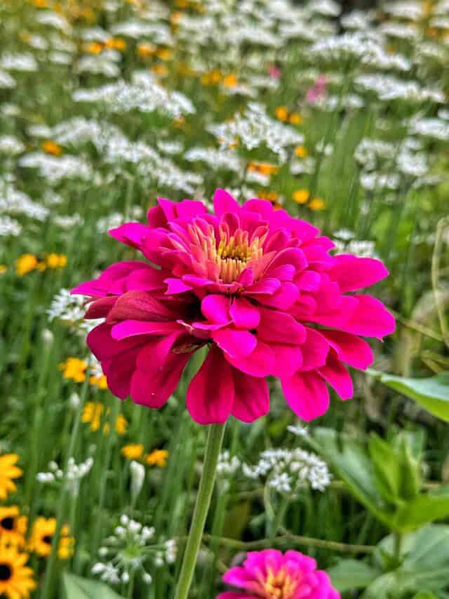 A vibrant pink zinnia flower blooms in the foreground, set against a blurred background of white and yellow wildflowers, with green foliage.