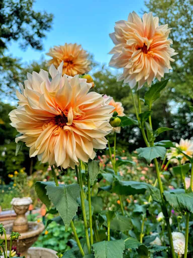 Growing a Cut Flower Garden for Beginners | Stacy Ling