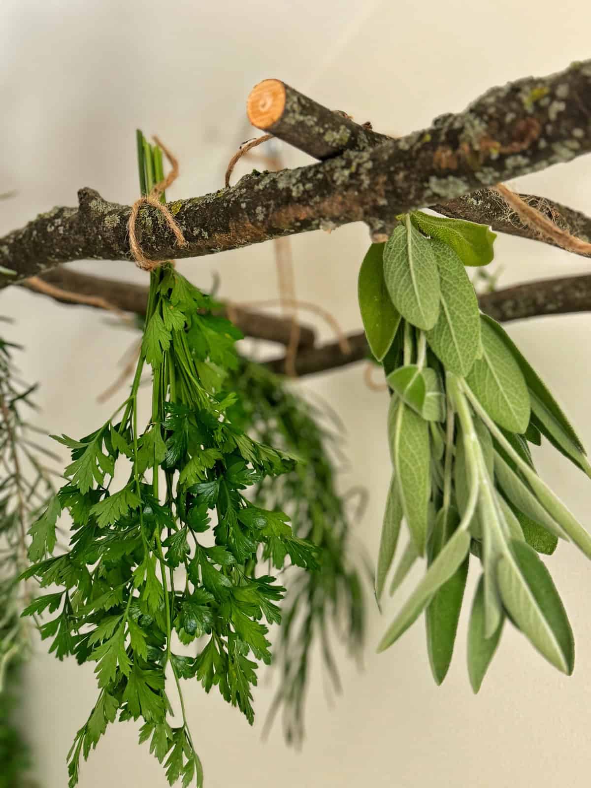 Two bundles of fresh herbs, including parsley and sage, hang from a horizontally positioned tree branch with twine. The herbs are vibrant green and lush, contrasting with the rough texture of the branch's bark against a neutral background.