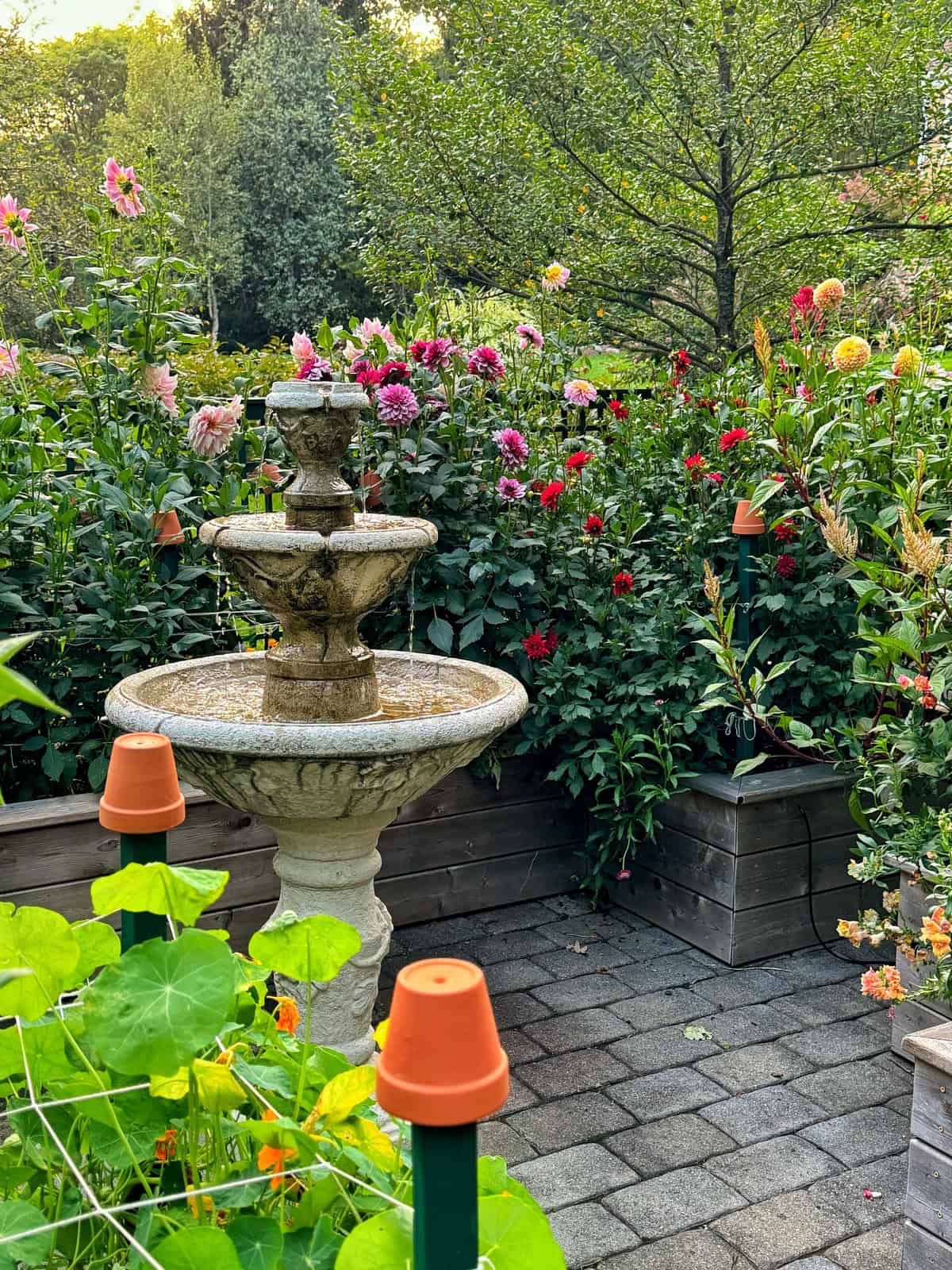 A beautiful garden with a stone fountain in the center, surrounded by raised wooden planters filled with a variety of colorful flowers and lush greenery. Terracotta pots are placed along the edges, and the area is paved with neat stone tiles. Trees are visible in the background.