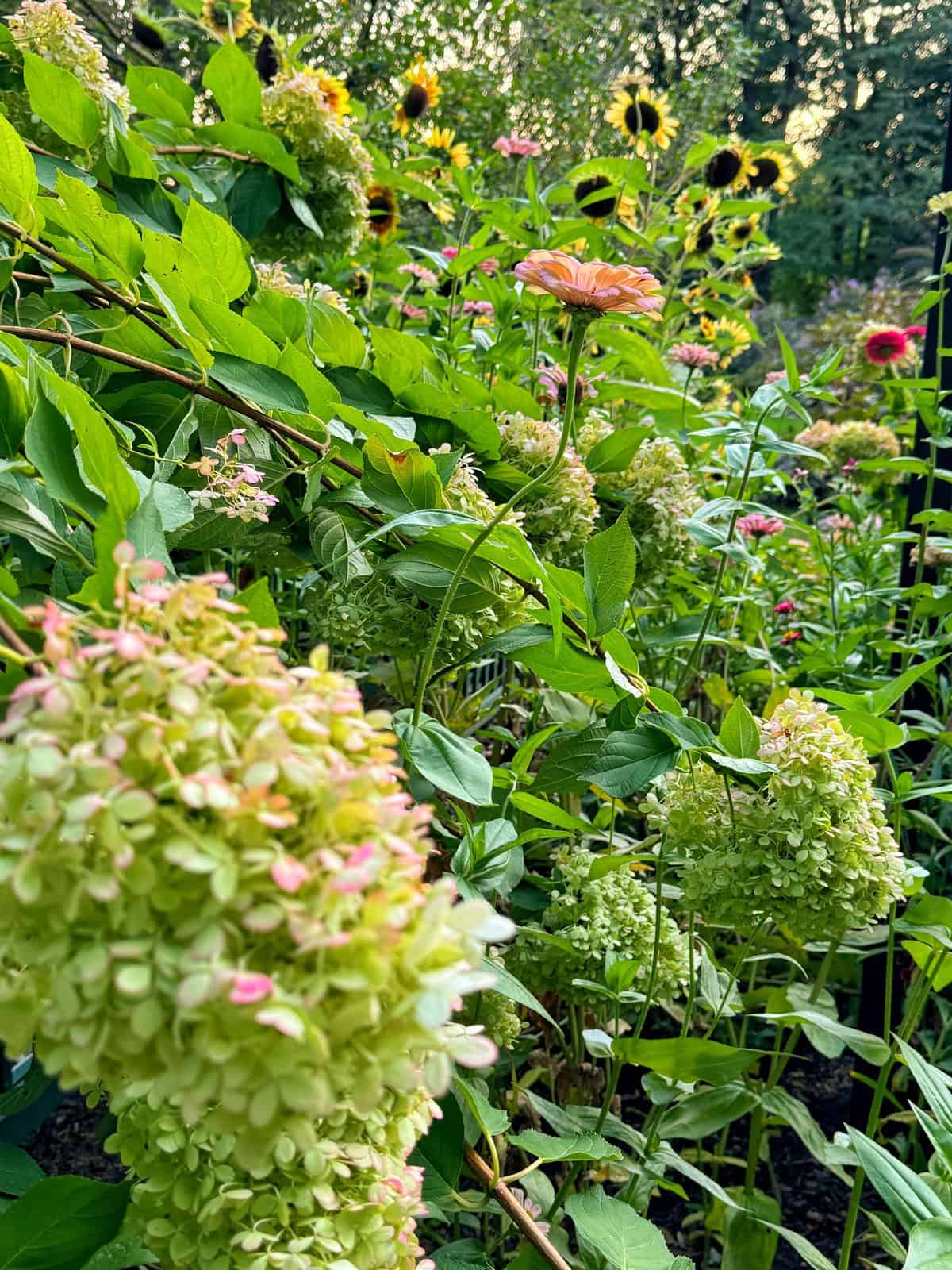 A vibrant garden with lush green hydrangeas, pink zinnias, and tall sunflowers in full bloom. The dense foliage and mix of colors create a lively and tranquil natural scene, with sunlight filtering through the plants.