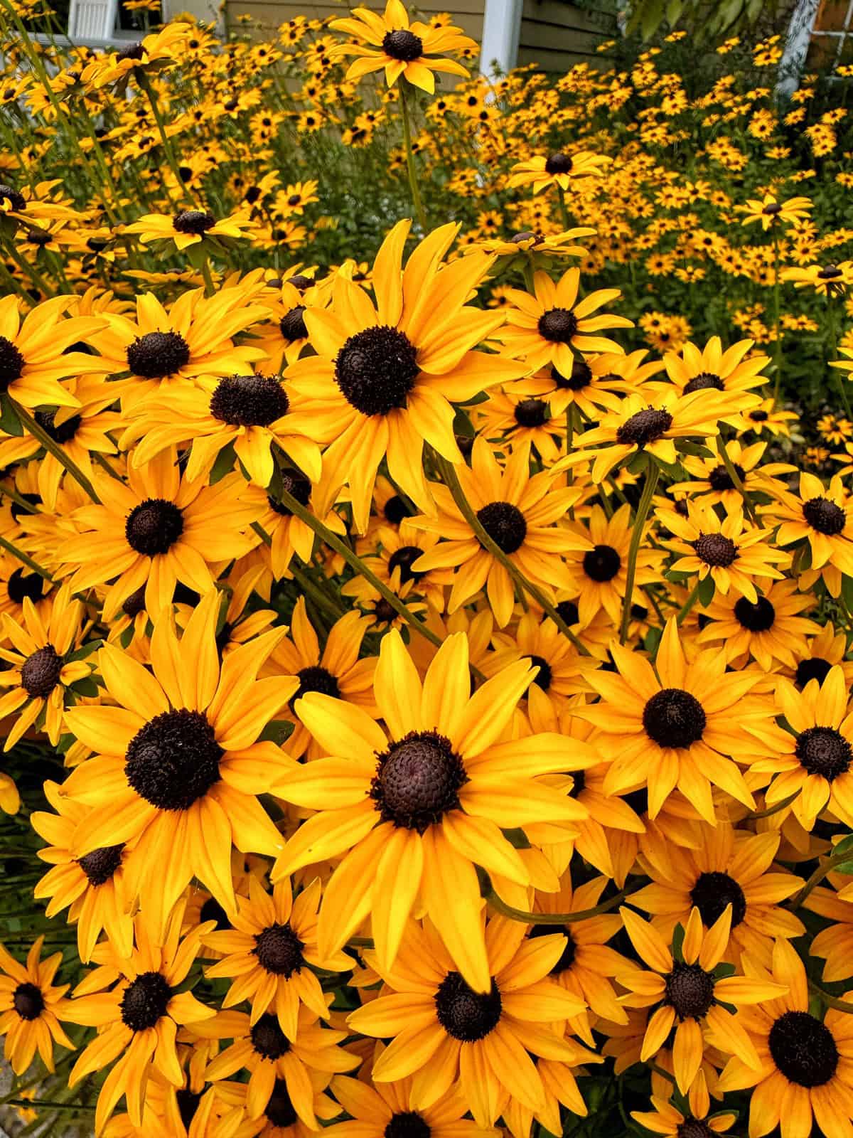 A vibrant field of yellow Black-eyed Susan flowers in full bloom, with dark brown centers and green foliage. The dense cluster of bright yellow petals creates a visually striking and cheerful scene under natural daylight.