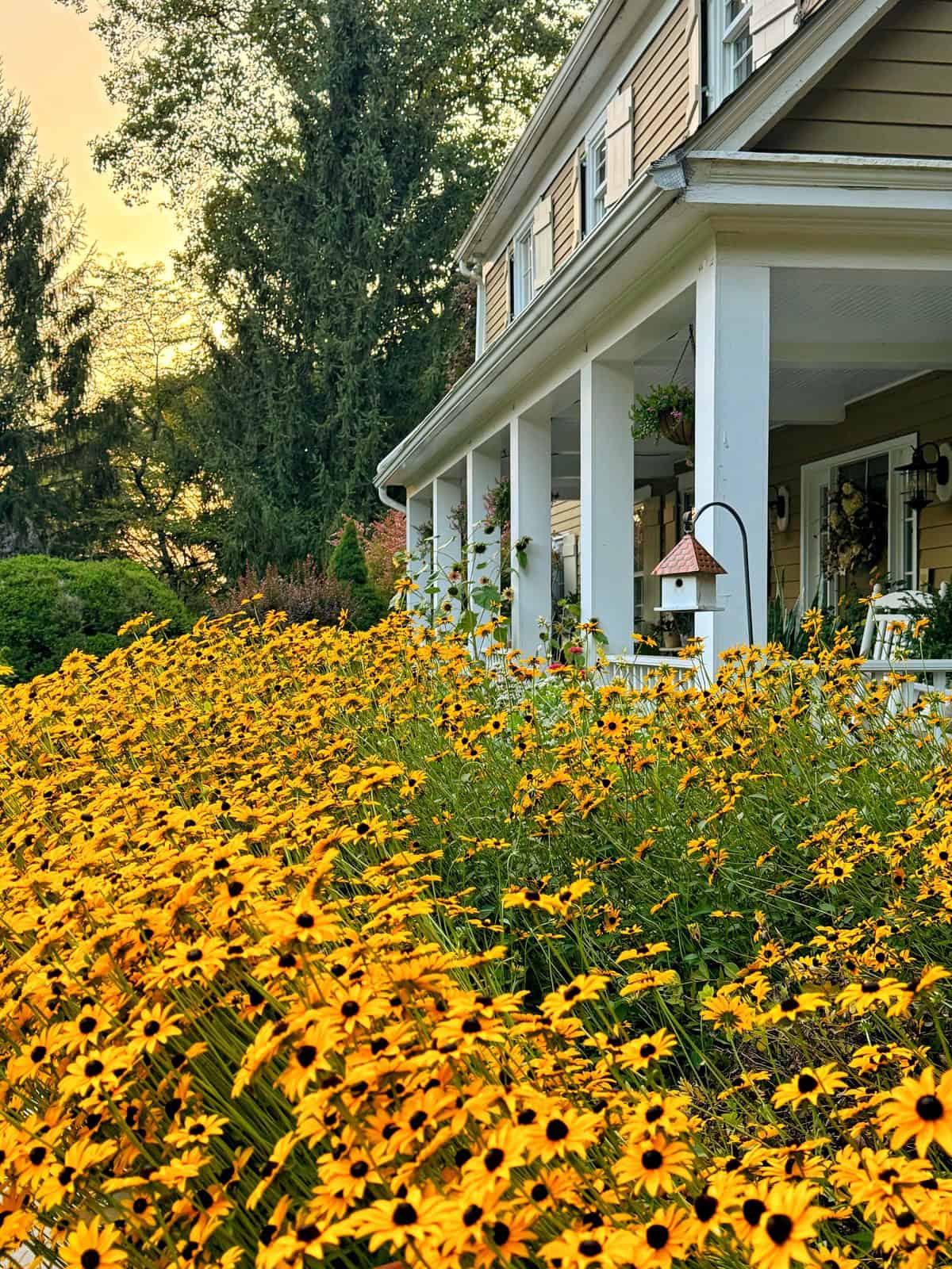 A charming house with white pillars features a lush garden filled with vibrant yellow flowers. A birdhouse on a pole is nestled among the flowers near the porch. Tall trees stand in the background, adding to the serene and picturesque setting.