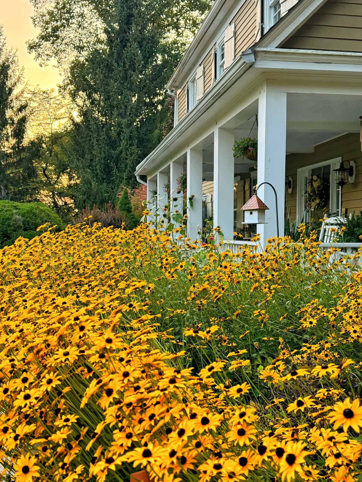 A charming house with a large porch and white pillars is surrounded by a lush garden full of vibrant yellow and black-eyed Susan flowers. The sun is setting in the background, casting a warm glow over the scene, and a birdhouse hangs from the porch.