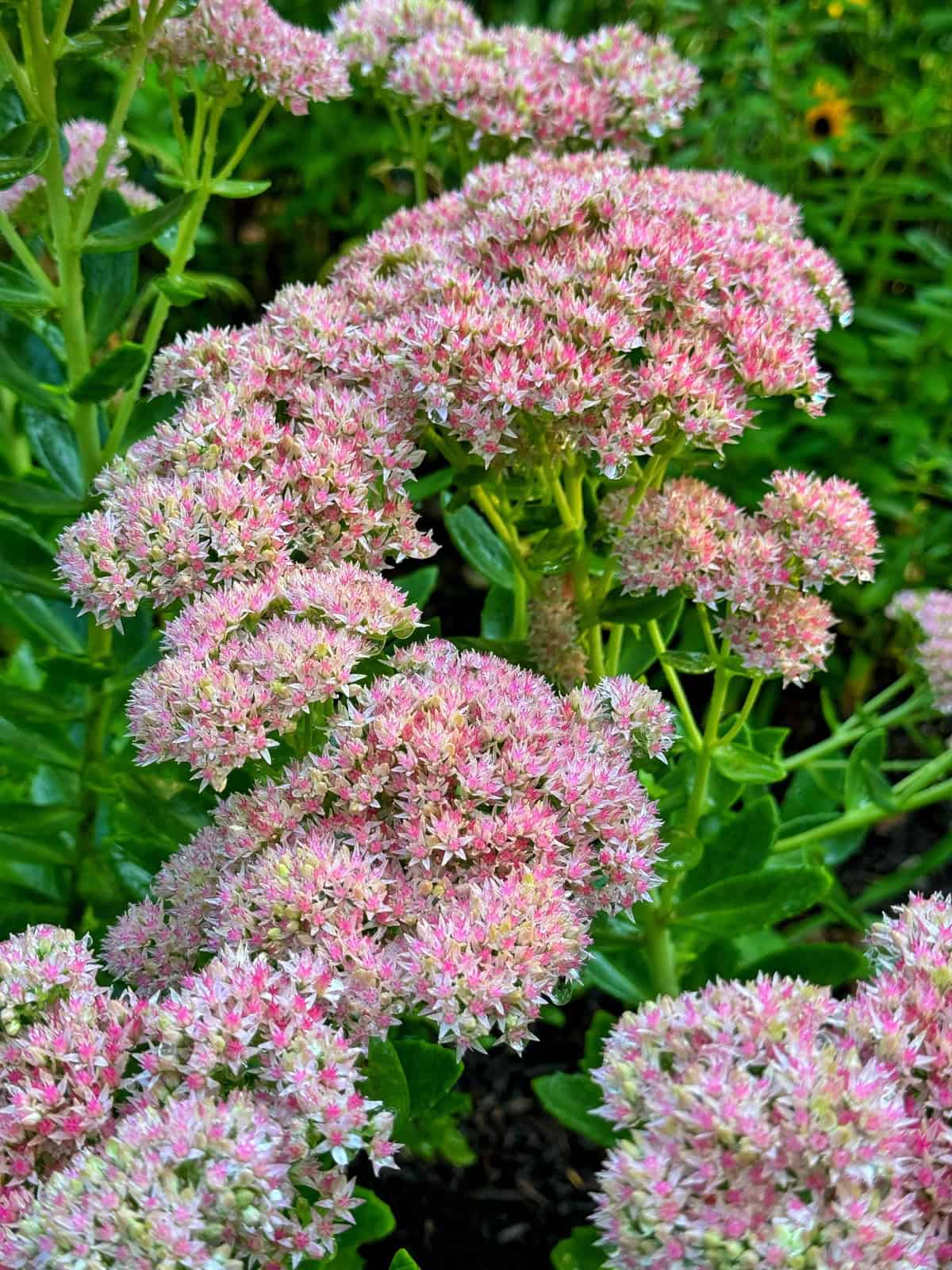 Close-up of a cluster of pink Sedum (stonecrop) flowers blooming among green foliage in a garden. The flowers display a dense arrangement, each with tiny star-shaped blossoms, creating a soft and full appearance.