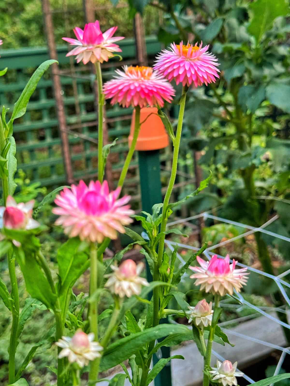 A cluster of pink and white strawflowers with green stems and leaves growing in a garden. A lattice fence and other green plants are in the background, along with an orange garden marker on a green post.
